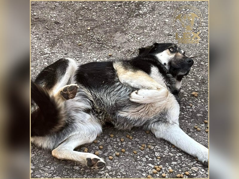 LUCA - Gemütlicher Bub sucht Glück