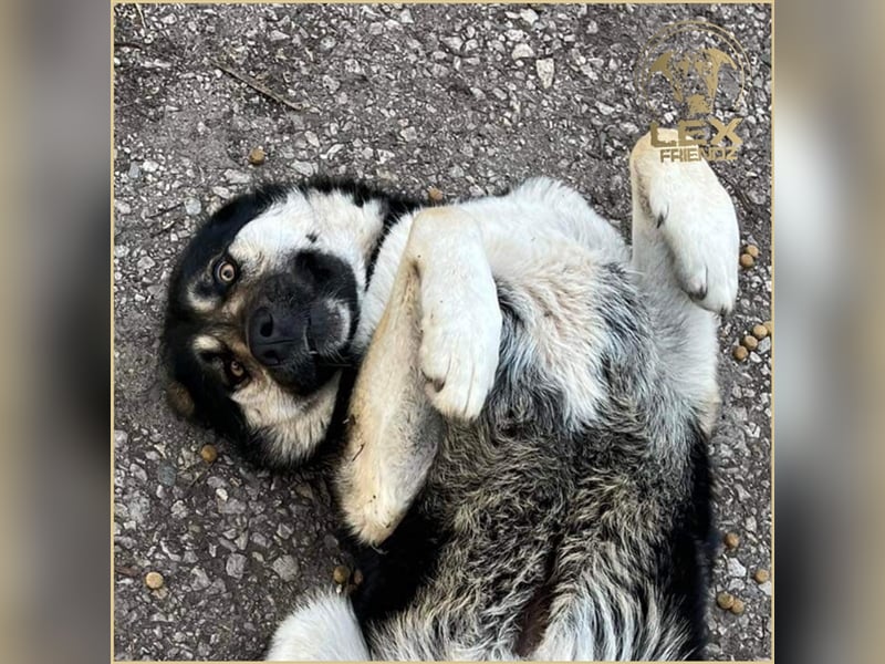 LUCA - Gemütlicher Bub sucht Glück