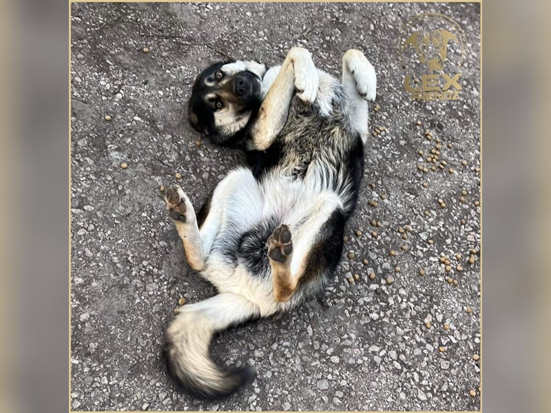 LUCA - Gemütlicher Bub sucht Glück