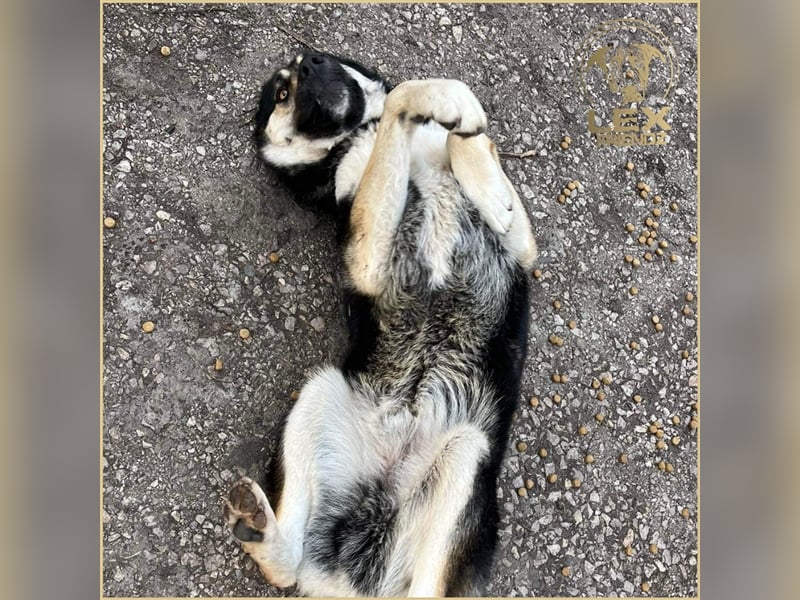 LUCA - Gemütlicher Bub sucht Glück