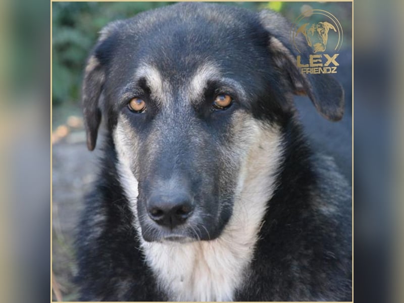 LUCA - Gemütlicher Bub sucht Glück