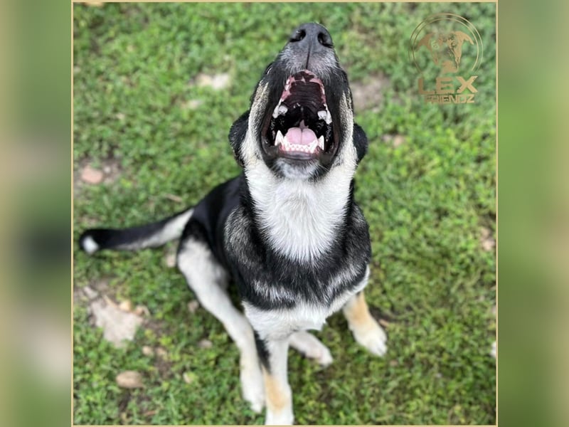 LUCA - Gemütlicher Bub sucht Glück