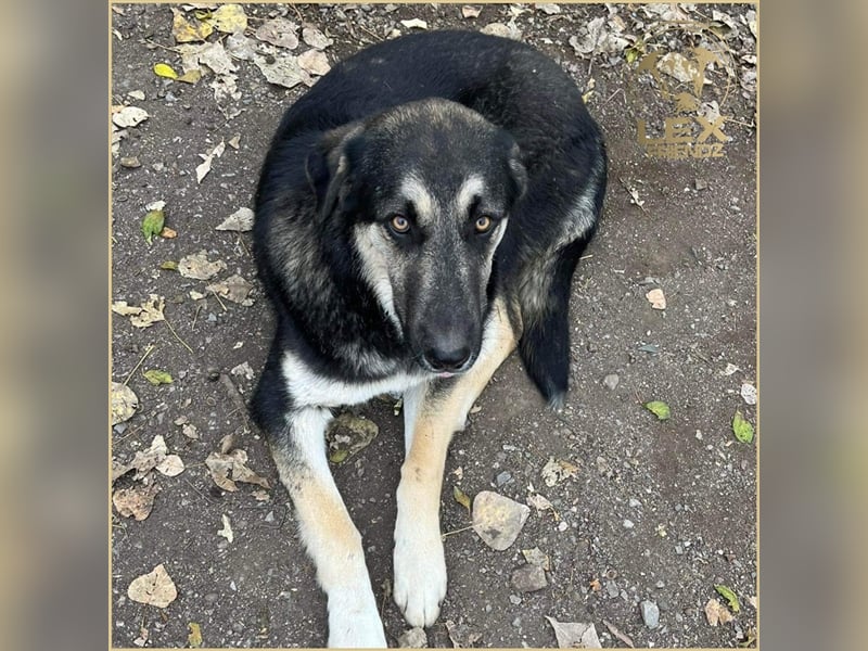 LUCA - Gemütlicher Bub sucht Glück