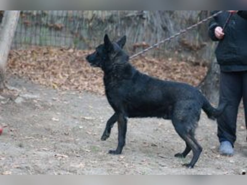 Update: ELVIS Schäferhundmix