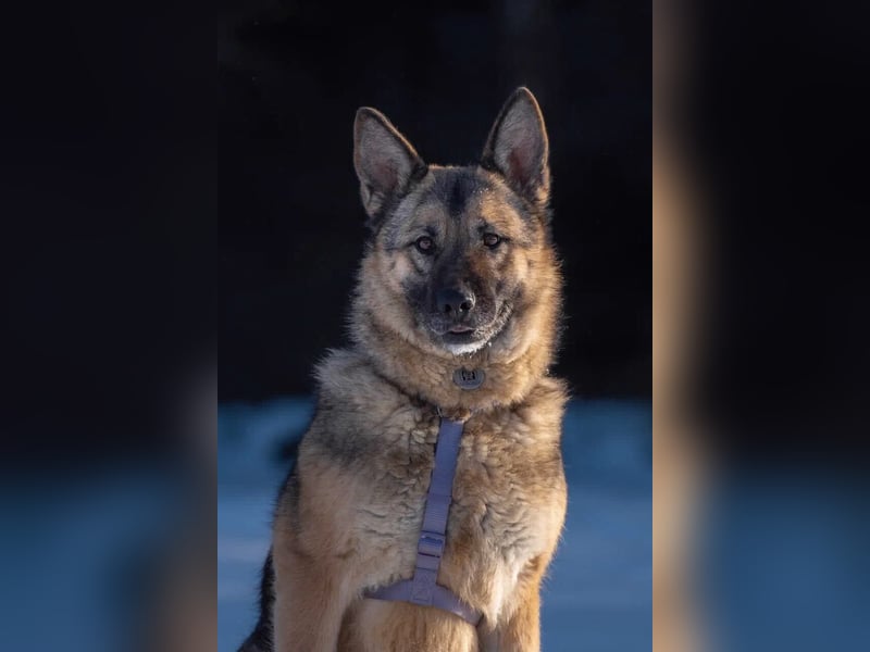 Menschenbezogene Lima sucht ihr Zuhause