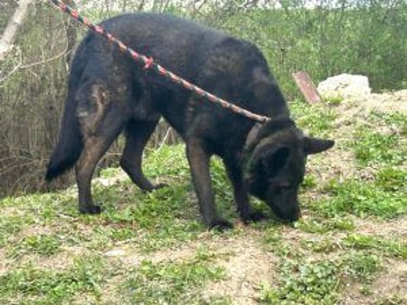 Update: ELVIS Schäferhundmix