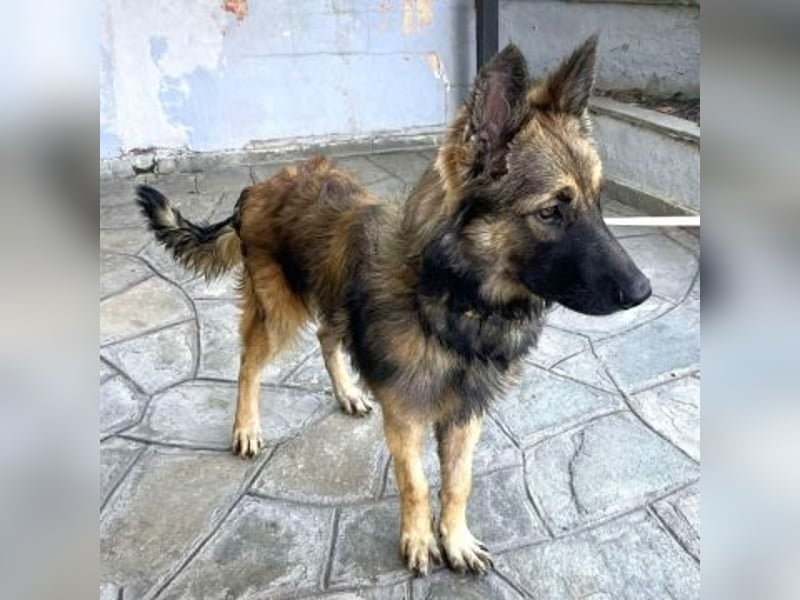 Atlas – ein wunderschöner junger Schäferhund auf der Suche nach seinem Glück.