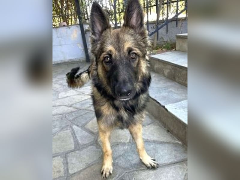 Atlas – ein wunderschöner junger Schäferhund auf der Suche nach seinem Glück.