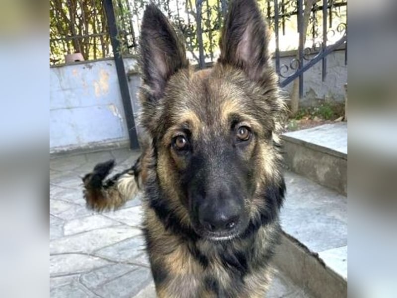 Atlas – ein wunderschöner junger Schäferhund auf der Suche nach seinem Glück.