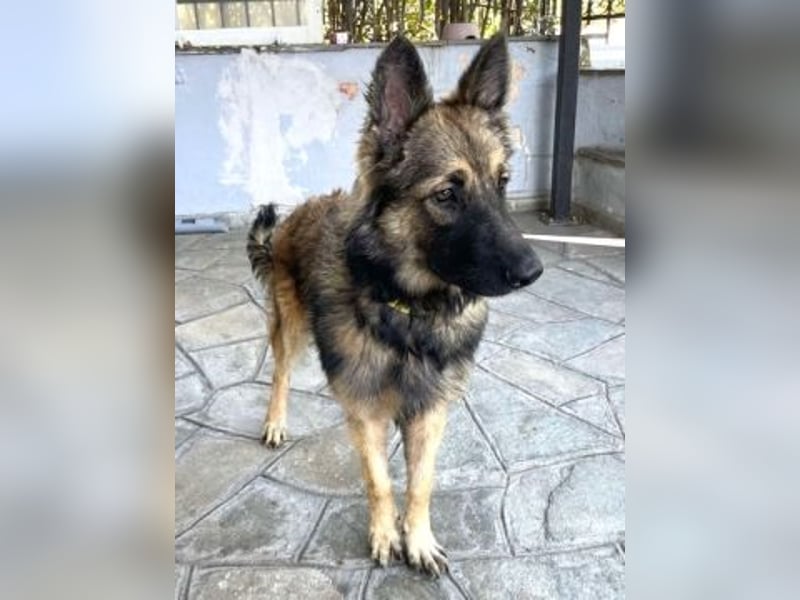Atlas – ein wunderschöner junger Schäferhund auf der Suche nach seinem Glück.