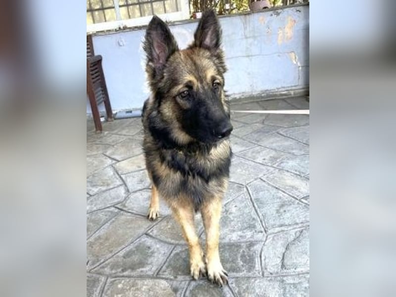 Atlas – ein wunderschöner junger Schäferhund auf der Suche nach seinem Glück.