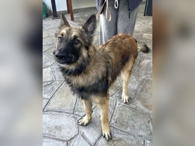 Atlas – ein wunderschöner junger Schäferhund auf der Suche nach seinem Glück.