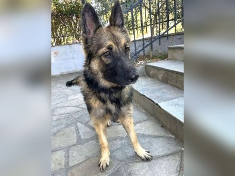 Atlas – ein wunderschöner junger Schäferhund auf der Suche nach seinem Glück.