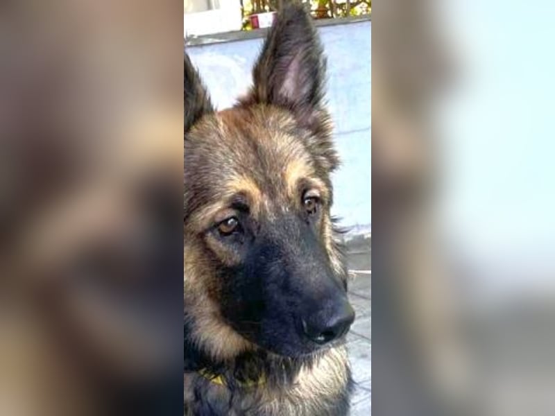 Atlas – ein wunderschöner junger Schäferhund auf der Suche nach seinem Glück.
