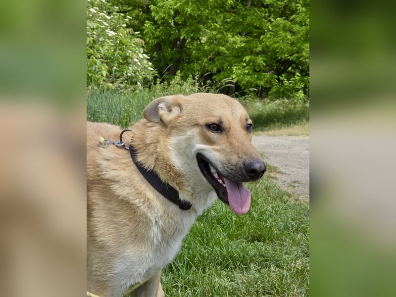 Kinderfreundlicher Schäferhund ähnl. Mischling, 1Jahr, 55cm, kastriert