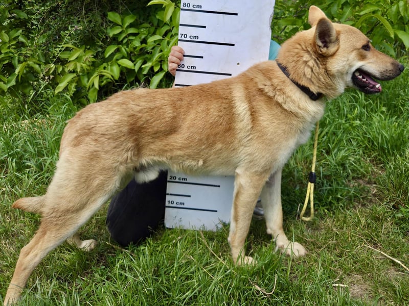 Kinderfreundlicher Schäferhund ähnl. Mischling, 1Jahr, 55cm, kastriert