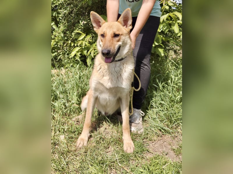 Kinderfreundlicher Schäferhund ähnl. Mischling, 1Jahr, 55cm, kastriert