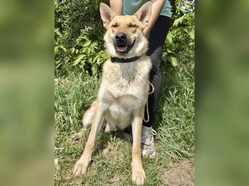 Kinderfreundlicher Schäferhund ähnl. Mischling, 1Jahr, 55cm, kastriert