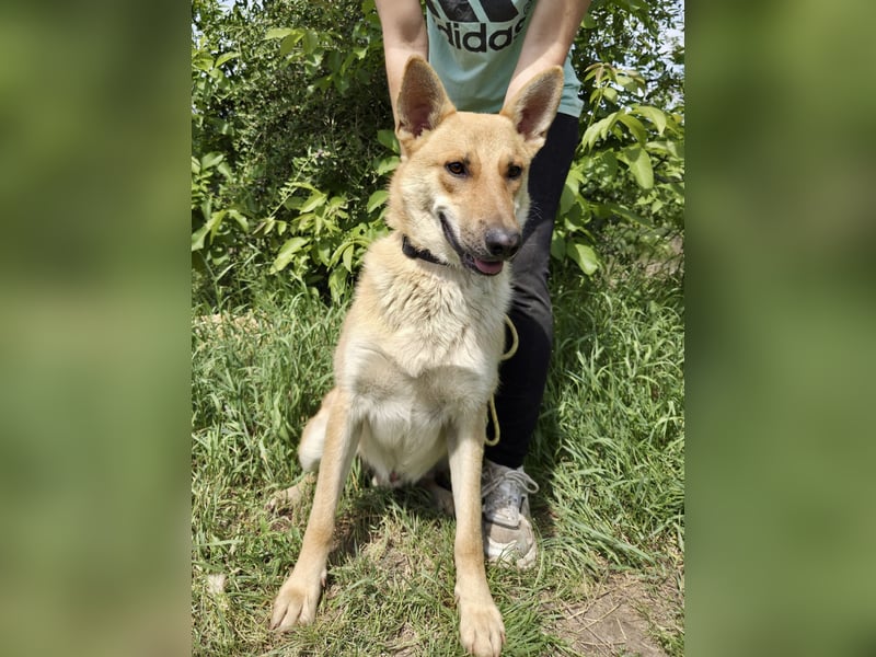Kinderfreundlicher Schäferhund ähnl. Mischling, 1Jahr, 55cm, kastriert