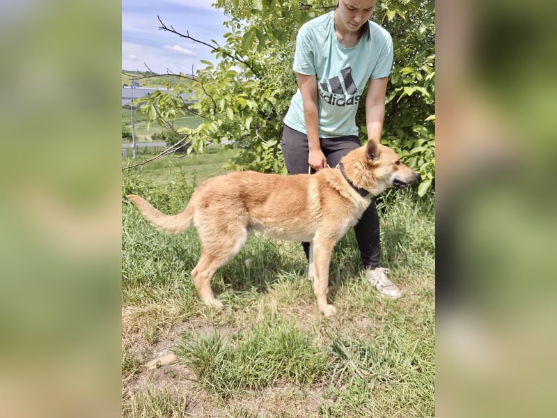 Kinderfreundlicher Schäferhund ähnl. Mischling, 1Jahr, 55cm, kastriert