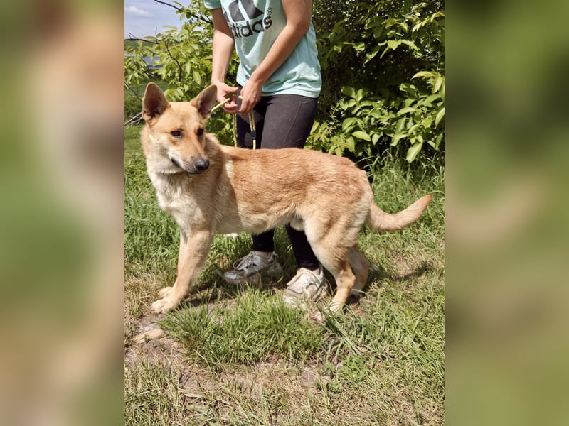 Kinderfreundlicher Schäferhund ähnl. Mischling, 1Jahr, 55cm, kastriert