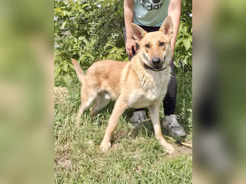 Kinderfreundlicher Schäferhund ähnl. Mischling, 1Jahr, 55cm, kastriert