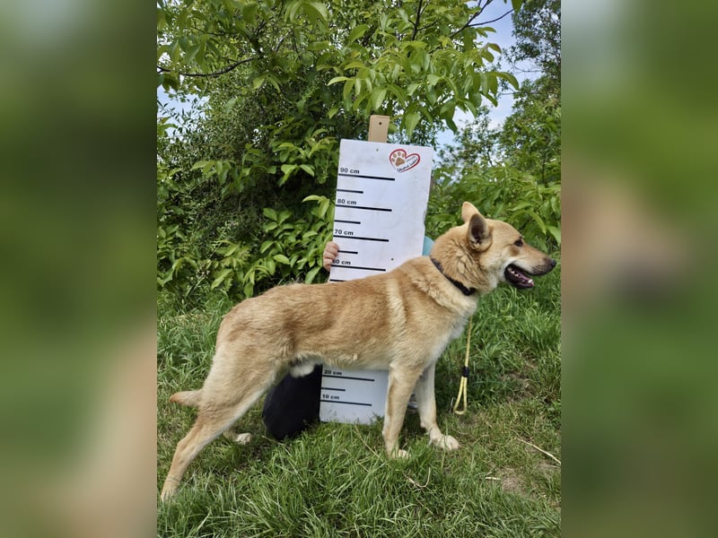 Kinderfreundlicher Schäferhund ähnl. Mischling, 1Jahr, 55cm, kastriert
