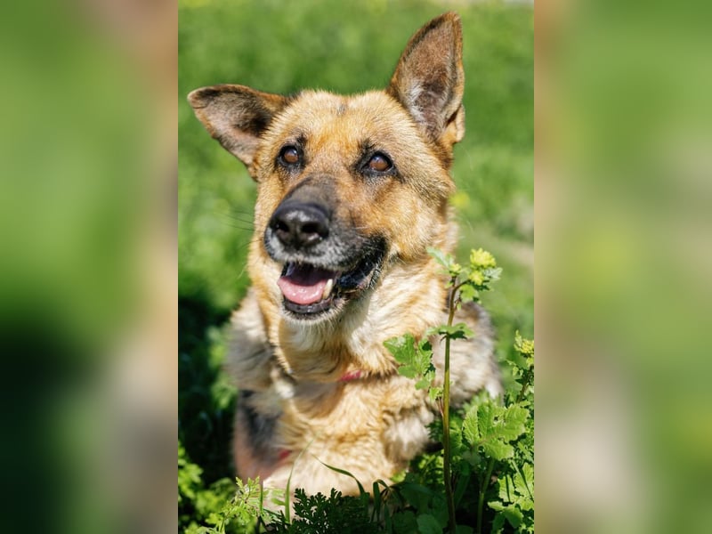 Big Ira, liebenswerte Hündin, ca. 9 Jahre, ca. 59 cm, ca. 33 kg