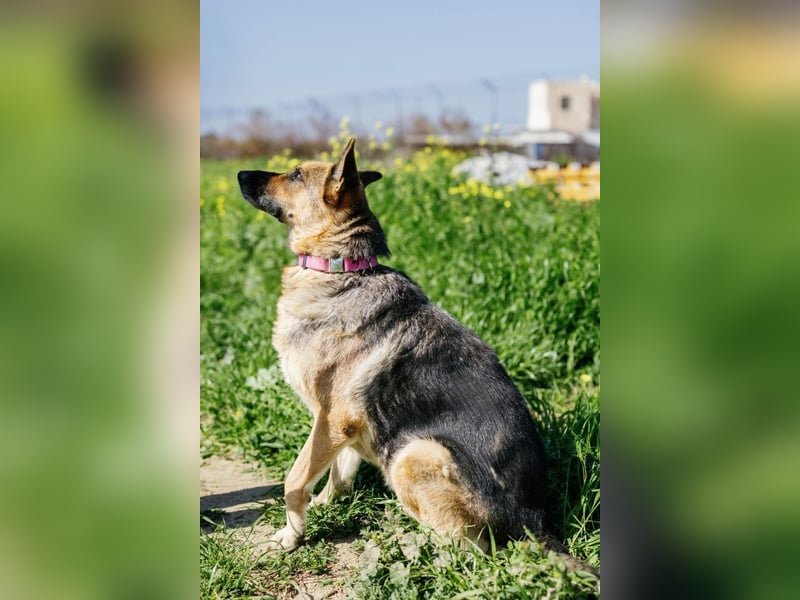 Big Ira, liebenswerte Hündin, ca. 9 Jahre, ca. 59 cm, ca. 33 kg