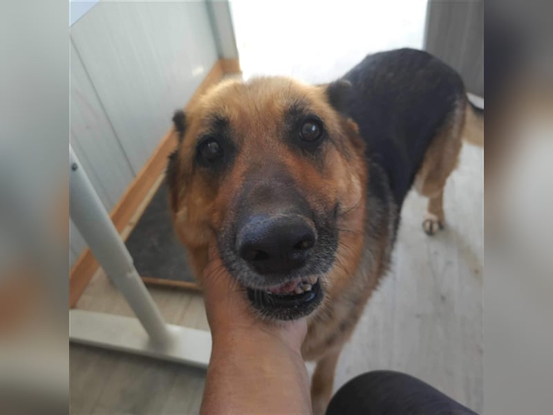 Big Ira, liebenswerte Hündin, ca. 9 Jahre, ca. 59 cm, ca. 33 kg