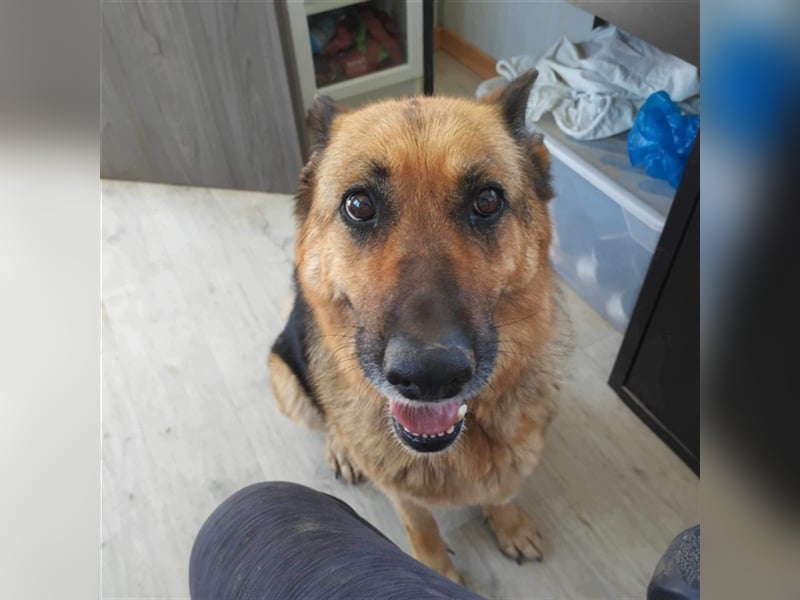 Big Ira, liebenswerte Hündin, ca. 9 Jahre, ca. 59 cm, ca. 33 kg