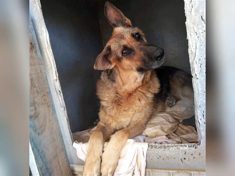 Big Ira, liebenswerte Hündin, ca. 9 Jahre, ca. 59 cm, ca. 33 kg