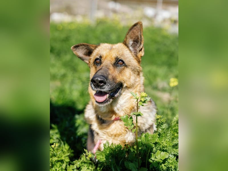 Big Ira, liebenswerte Hündin, ca. 9 Jahre, ca. 59 cm, ca. 33 kg