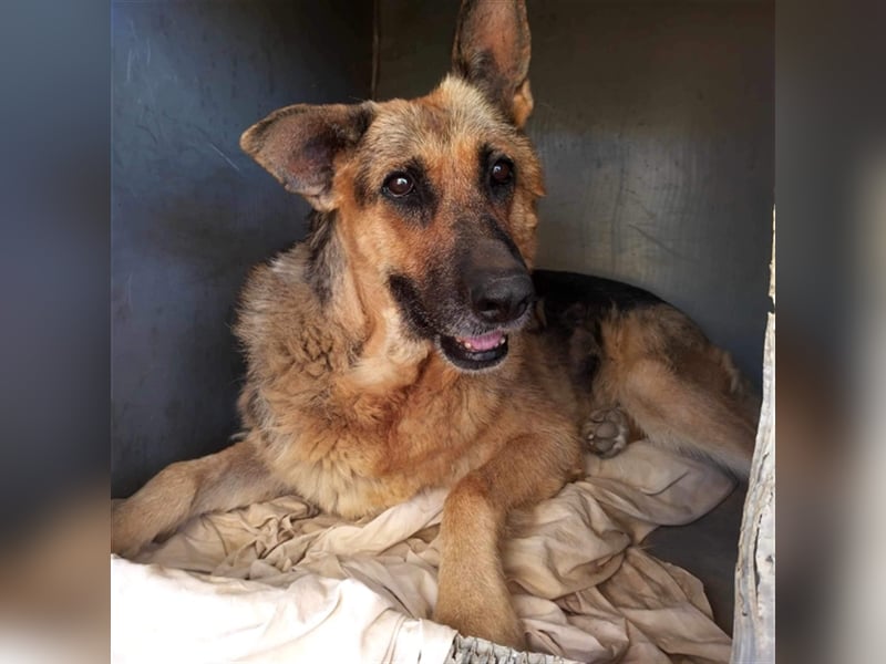 Big Ira, liebenswerte Hündin, ca. 9 Jahre, ca. 59 cm, ca. 33 kg