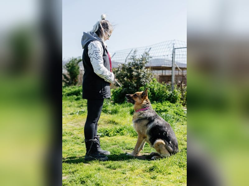 Big Ira, liebenswerte Hündin, ca. 9 Jahre, ca. 59 cm, ca. 33 kg