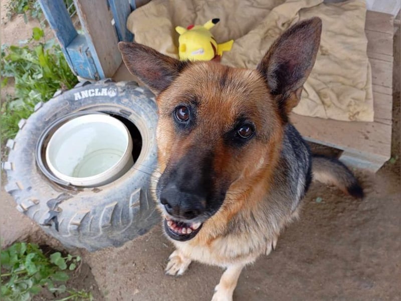 Big Ira, liebenswerte Hündin, ca. 9 Jahre, ca. 59 cm, ca. 33 kg