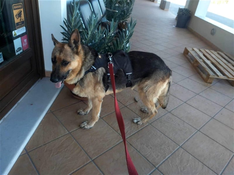 Big Ira, liebenswerte Hündin, ca. 9 Jahre, ca. 59 cm, ca. 33 kg