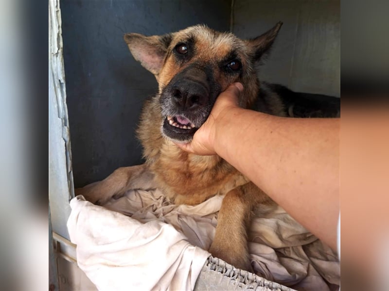 Big Ira, liebenswerte Hündin, ca. 9 Jahre, ca. 59 cm, ca. 33 kg