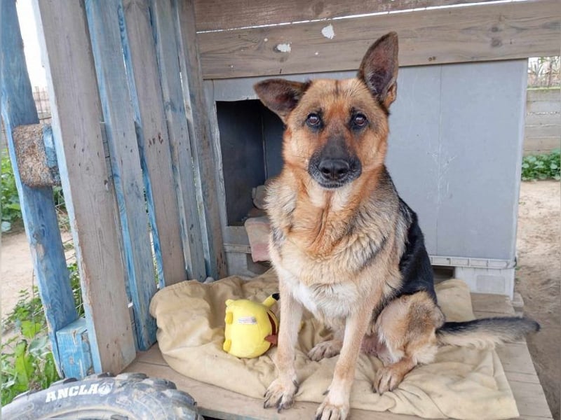 Big Ira, liebenswerte Hündin, ca. 9 Jahre, ca. 59 cm, ca. 33 kg