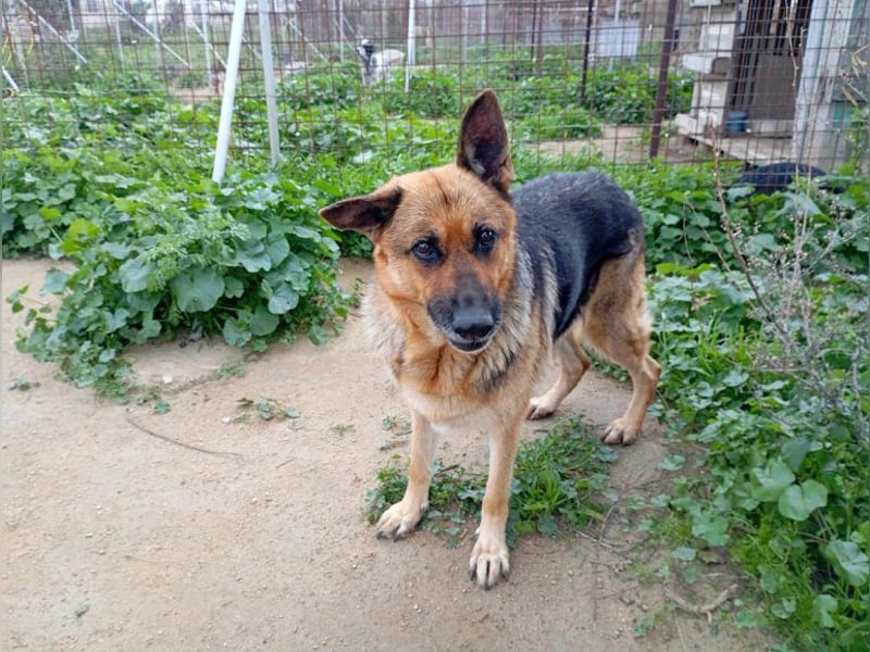 Big Ira, liebenswerte Hündin, ca. 9 Jahre, ca. 59 cm, ca. 33 kg