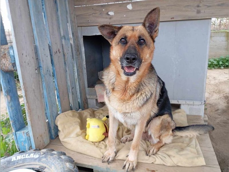 Big Ira, liebenswerte Hündin, ca. 9 Jahre, ca. 59 cm, ca. 33 kg