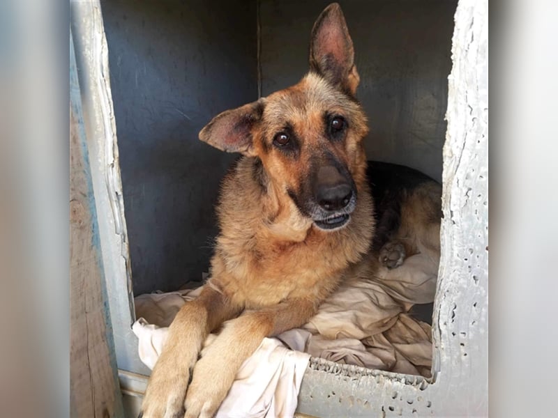 Big Ira, liebenswerte Hündin, ca. 9 Jahre, ca. 59 cm, ca. 33 kg