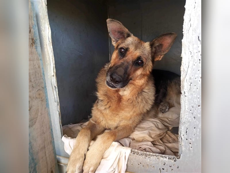 Big Ira, liebenswerte Hündin, ca. 9 Jahre, ca. 59 cm, ca. 33 kg