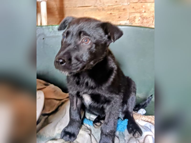 schüchterner Gregory