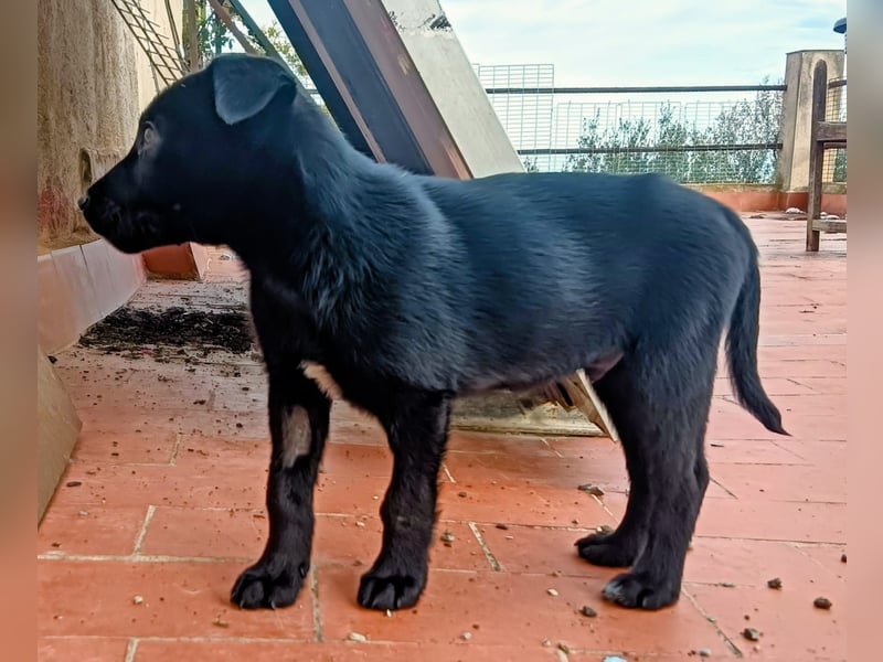 schüchterner Gregory