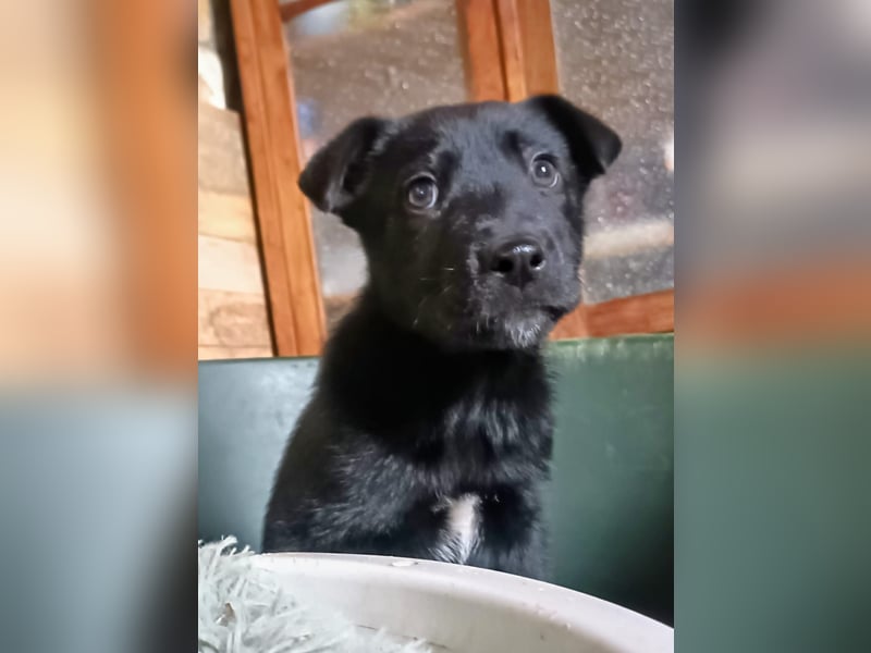 schüchterner Gregory