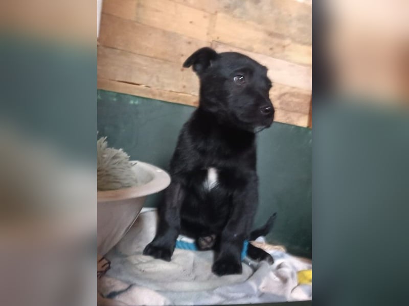 schüchterner Gregory