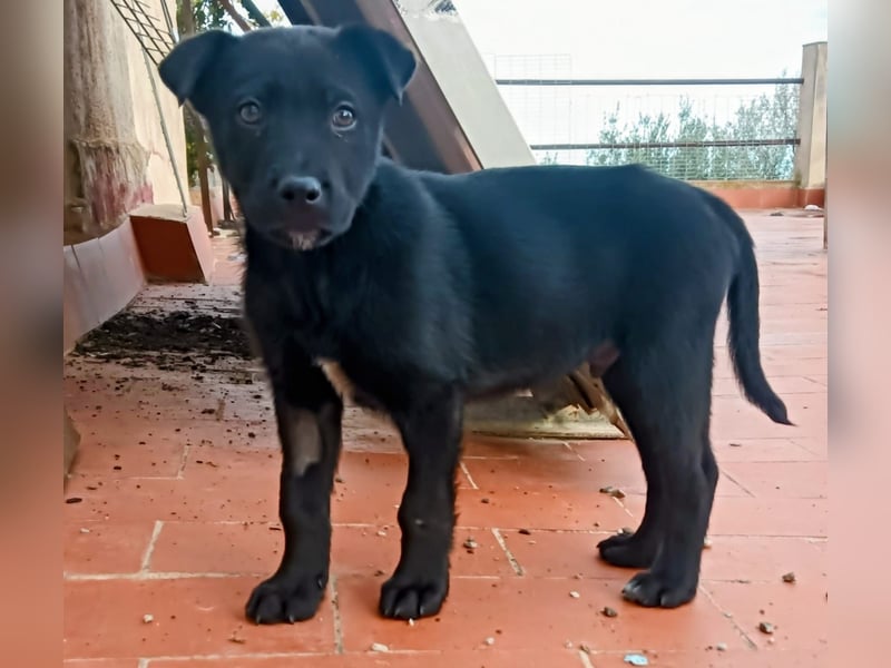 schüchterner Gregory