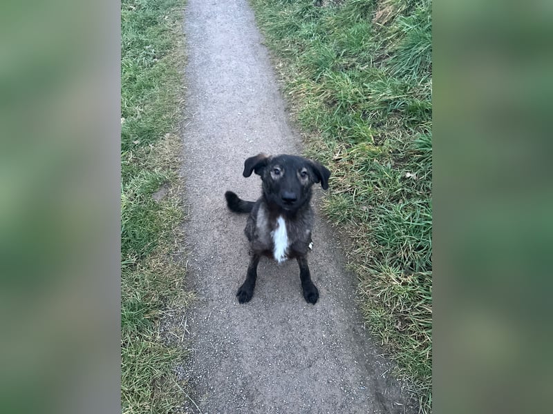 Schäferhundmischling Pino sucht Dich