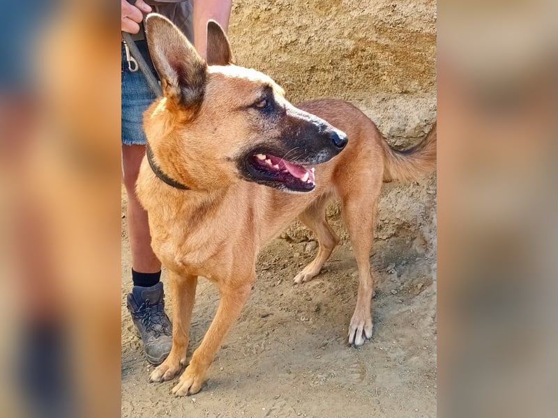 Linda - Schäferhund-Mixhündin - neugierig, verschmust, zutraulich